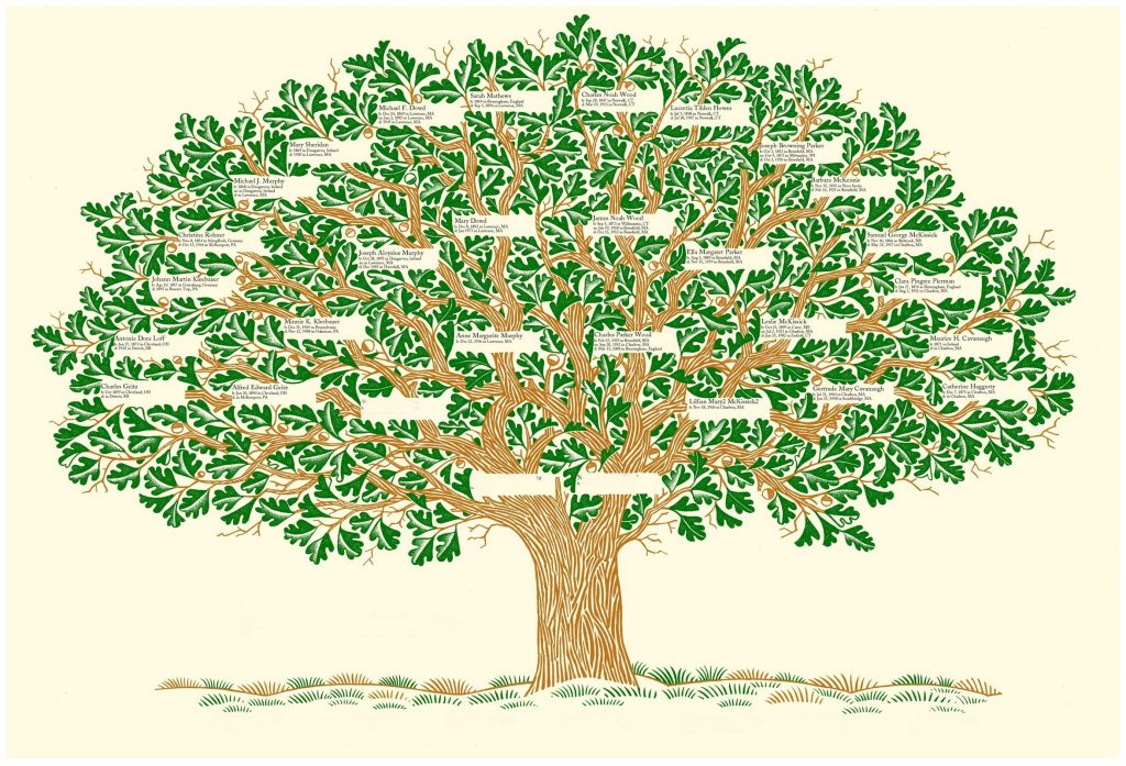 soy ağacı 