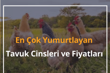En Çok Yumurtlayan