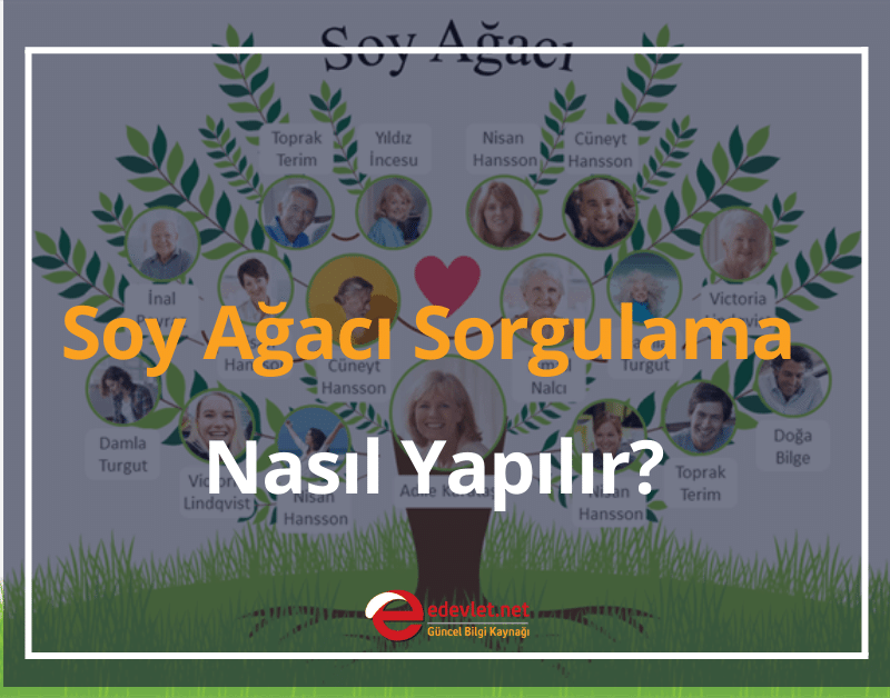 soy ağacı