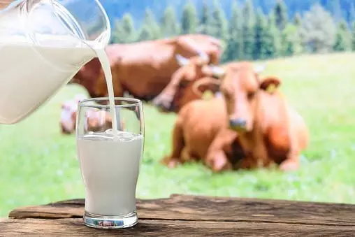 i̇bb halk süt nasıl alınır
